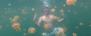 Stingless Jellyfish in Sohoton Cove